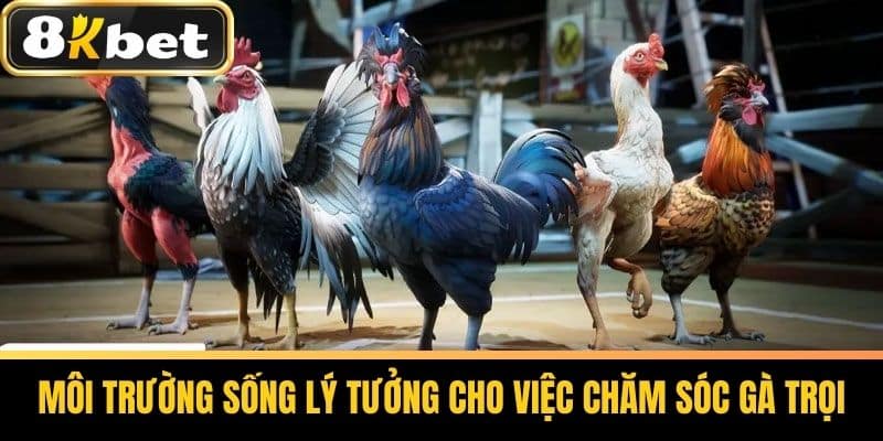 Môi trường sống lý tưởng cho việc chăm sóc gà trọi
