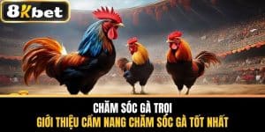 Chăm Sóc Gà Trọi - Giới Thiệu Cẩm Nang Chăm Sóc Gà Tốt Nhất