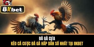 Đá Gà Cựa - Kèo Cá Cược Đá Gà Hấp Dẫn Tại 8KBET