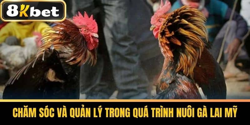 Chăm Sóc Và Quản Lý Trong Quá Trình Nuôi Gà Lai Mỹ