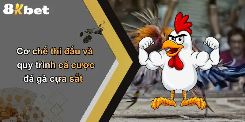 Cơ chế thi đấu và quy trình cá cược đá gà cựa sắt