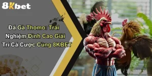 Đá Gà Thomo: Trải Nghiệm Đỉnh Cao Giải Trí Cá Cược Cùng 8KBET