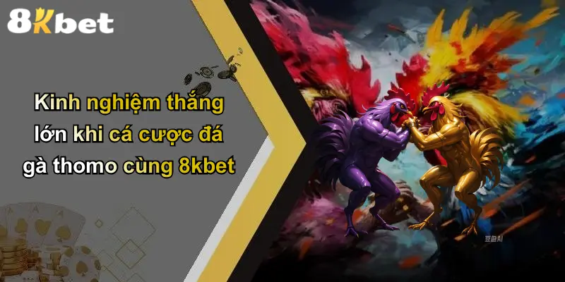 Kinh nghiệm thắng lớn khi cá cược đá gà thomo cùng 8kbet