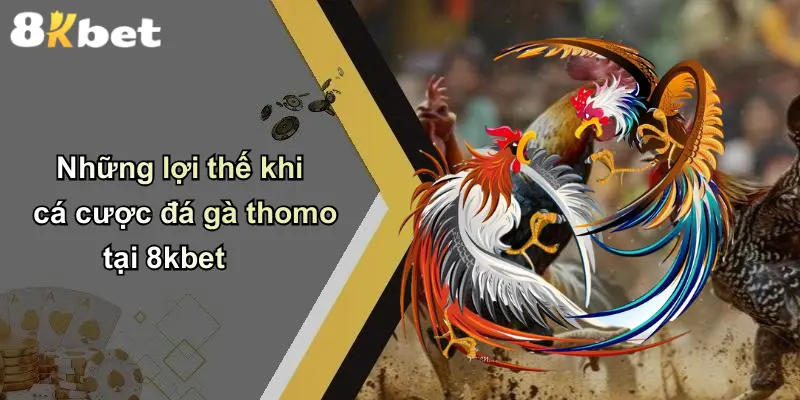 Những lợi thế khi cá cược đá gà thomo tại 8kbet